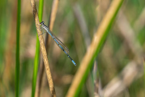 coenagrion puella l agrion jouvencelle male coenagrion puella l agrion jouvencelle male