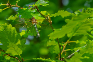 cordulia aenea cordulie bronzee femelle cordulia aenea cordulie bronzee femelle