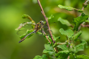 cordulia aenea cordulie bronzee male cordulia aenea cordulie bronzee male