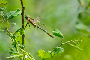 cordulia aenea cordulie bronzee male cordulia aenea cordulie bronzee male