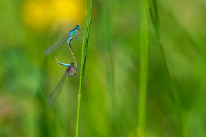 ischnura elegans l agrion elegant coeur copulatoire ischnura elegans l agrion elegant coeur copulatoire