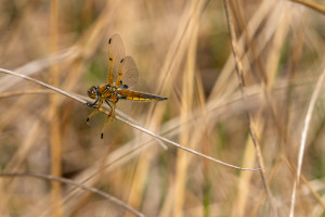 libellula quadrimaculata la libellule a 4 taches male libellula quadrimaculata la libellule a 4 taches male