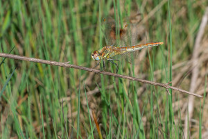 sympetrum fonscolombii le sympetrum a nervures rouges femelle sympetrum fonscolombii le sympetrum a nervures rouges femelle