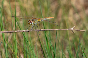 sympetrum fonscolombii le sympetrum a nervures rouges femelle sympetrum fonscolombii le sympetrum a nervures rouges femelle
