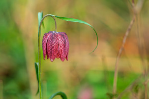 fritillaria meleagris fritillaire oeuf de pintade fritillaria meleagris fritillaire oeuf de pintade