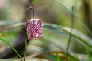 fritillaria meleagris fritillaire oeuf de pintade fritillaria meleagris fritillaire oeuf de pintade