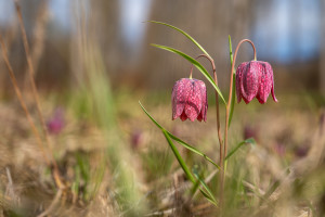 fritillaria meleagris fritillaire oeuf de pintade fritillaria meleagris fritillaire oeuf de pintade