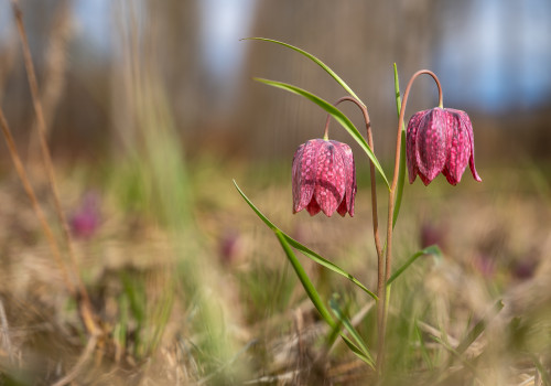 fritillaria meleagris fritillaire oeuf de pintade fritillaria meleagris fritillaire oeuf de pintade
