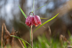 fritillaria meleagris fritillaire oeuf de pintade fritillaria meleagris fritillaire oeuf de pintade