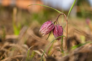 fritillaria meleagris fritillaire oeuf de pintade fritillaria meleagris fritillaire oeuf de pintade