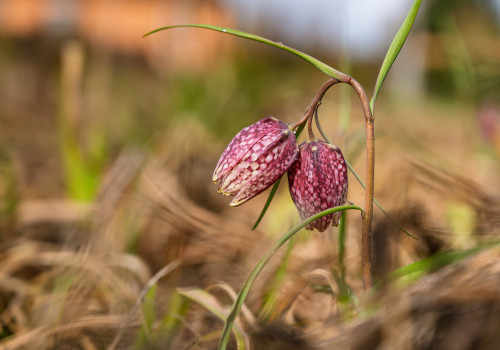 fritillaria meleagris fritillaire oeuf de pintade fritillaria meleagris fritillaire oeuf de pintade