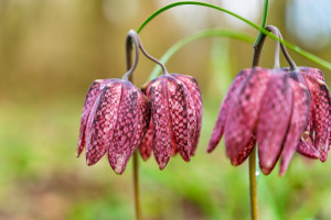 fritillaria meleagris fritillaire oeuf de pintade fritillaria meleagris fritillaire oeuf de pintade