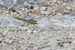 gomphus pulchellus gomphe gentil male gomphus pulchellus gomphe gentil male