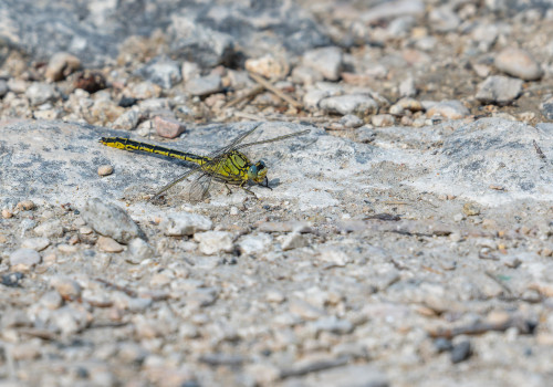 gomphus pulchellus   gomphe gentil male