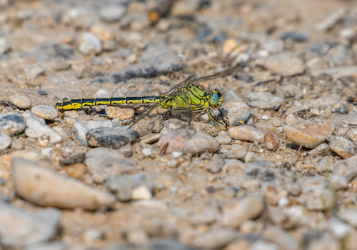 gomphus pulchellus   gomphe gentil male