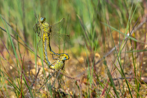gomphus pulchellus gomphe gentil coeur copulatoire gomphus pulchellus gomphe gentil coeur copulatoire