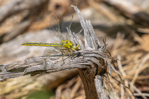 gomphus pulchellus gomphe gentil femelle gomphus pulchellus gomphe gentil femelle