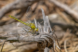 gomphus pulchellus gomphe gentil femelle gomphus pulchellus gomphe gentil femelle