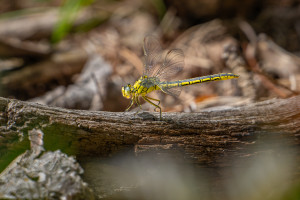 gomphus pulchellus gomphe gentil femelle gomphus pulchellus gomphe gentil femelle