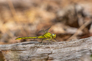 gomphus pulchellus gomphe gentil femelle gomphus pulchellus gomphe gentil femelle