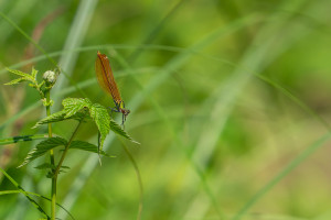calopteryx virgo le calopteryx vierge femelle calopteryx virgo le calopteryx vierge femelle
