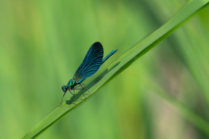 calopteryx virgo le calopteryx vierge male calopteryx virgo le calopteryx vierge male