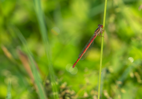 ceriagrion tenellum agrion delicat femelle ceriagrion tenellum agrion delicat femelle