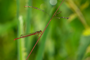ceriagrion tenellum agrion delicat male ceriagrion tenellum agrion delicat male
