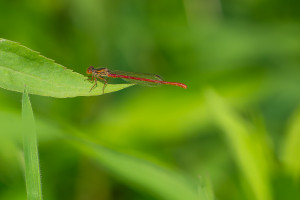 ceriagrion tenellum agrion delicat male ceriagrion tenellum agrion delicat male