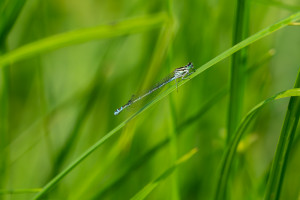 coenagrion puella agrion jouvencelle femelle coenagrion puella agrion jouvencelle femelle