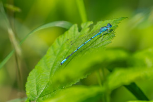 coenagrion puella agrion jouvencelle male coenagrion puella agrion jouvencelle male