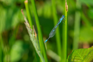 coenagrion pulchellum agrion gracieux coenagrion pulchellum agrion gracieux