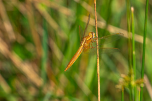 crocothemis erythraea la libellule ecarlate male crocothemis erythraea la libellule ecarlate male