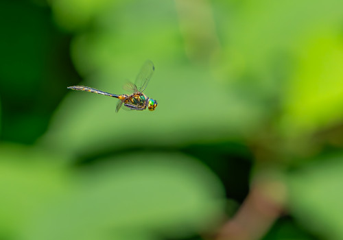 somatochlora flavomaculata cordulie a taches jaunes male somatochlora flavomaculata cordulie a taches jaunes male