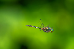 somatochlora flavomaculata cordulie a taches jaunes male somatochlora flavomaculata cordulie a taches jaunes male