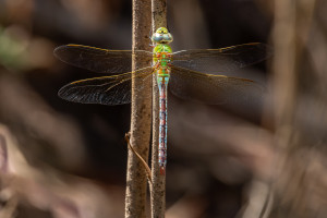 anax imperator mauricianus anax imperator mauricianus