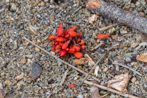 dysdercus delauneyi dysdercus delauneyi