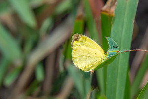 eurema floricola subsp. ceras eurema floricola subsp. ceras