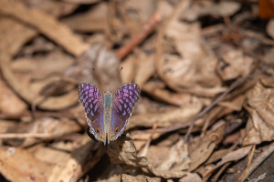 junonia rhadama femelle junonia rhadama femelle