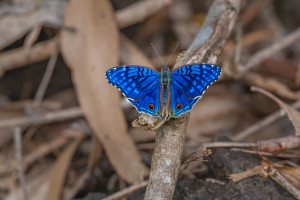 junonia rhadama male junonia rhadama male