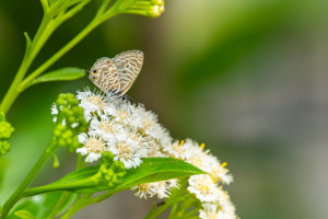 leptotes pirithous leptotes pirithous