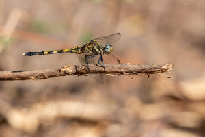 orthetrum stemmale orthetrum stemmale