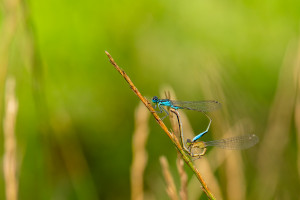 ischnura elegans l agrion elegant ischnura elegans l agrion elegant
