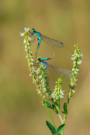 ischnura elegans l agrion elegant ischnura elegans l agrion elegant