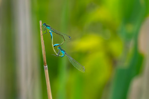 ischnura elegans couple ischnura elegans couple