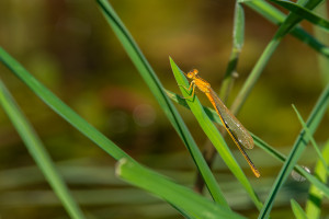 ischnura pumilio forme aurantiacum agrion nain femelle ischnura pumilio forme aurantiacum agrion nain femelle