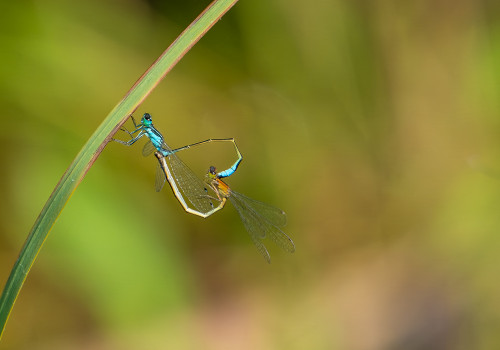 ischnura elegans agrion elegant coeur copulatoire ischnura elegans agrion elegant coeur copulatoire