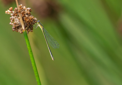 ischnura elegans agrion elegant femelle ischnura elegans agrion elegant femelle