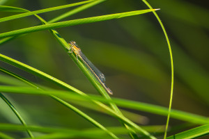 ischnura elegans agrion elegant femelle ischnura elegans agrion elegant femelle