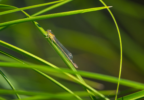ischnura elegans agrion elegant femelle ischnura elegans agrion elegant femelle